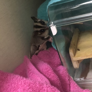 フクロモモンガ