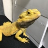 マピーポン