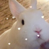 rabbit0423