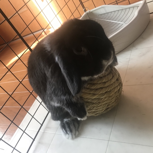 rabbit0423のカバー写真