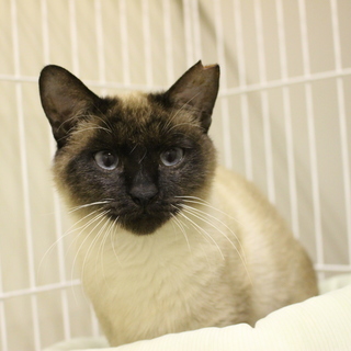 譲渡対象動物のご紹介