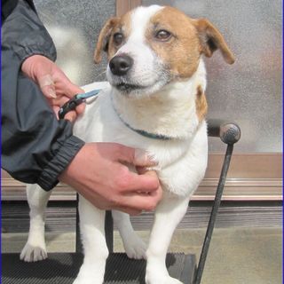 ジャックラッセルテリア　3歳