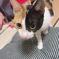 人懐っこい甘えた三毛猫ちゃんの里親募集