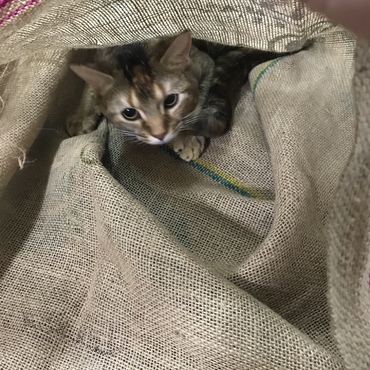 コーヒー豆の麻袋　狭い所が大好き
