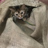 コーヒー豆の麻袋　狭い所が大好き