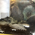 プレコ 大事にしてくださる方