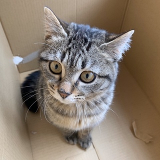 可愛い仔猫