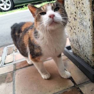 穏やかな三毛猫ちゃん