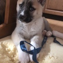 お首周りの白いマフラーがかわいいまきちゃん