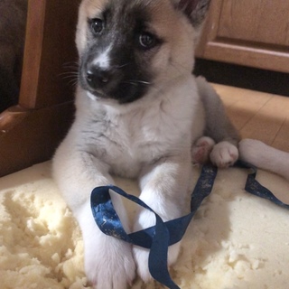 お首周りの白いマフラーがかわいいまきちゃん