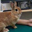 二匹のうさぎちゃんの里親募集!