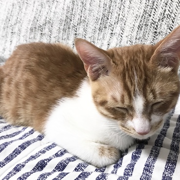 Tiger baby