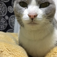 ヘレン