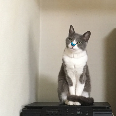 の写真