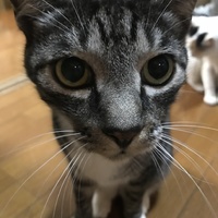 リョン