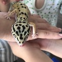 ヒョウモントカゲモドキ