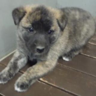 里親様に迎えられました。子犬♂340