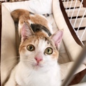 猫・人 大好き！好奇心旺盛おてんば娘『ピノ』