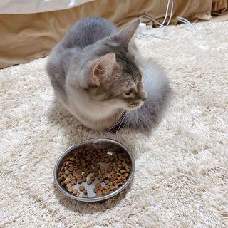 ソマリちゃん募集中です