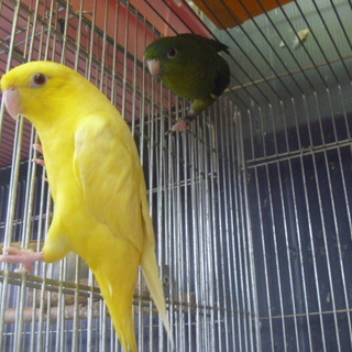 里親決定!さざなみインコ(オリーブ雄&ルチノー雌)
