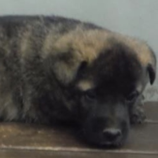 団体様より引き出し。子犬♀343