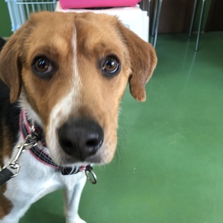 ビーグル系1歳の男の子、ハートです(^^)