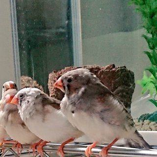 募集終了しました