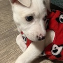 ヘネシーkun⭐️２ヶ月