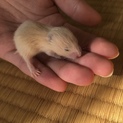 キンクマハムスター赤ちゃん