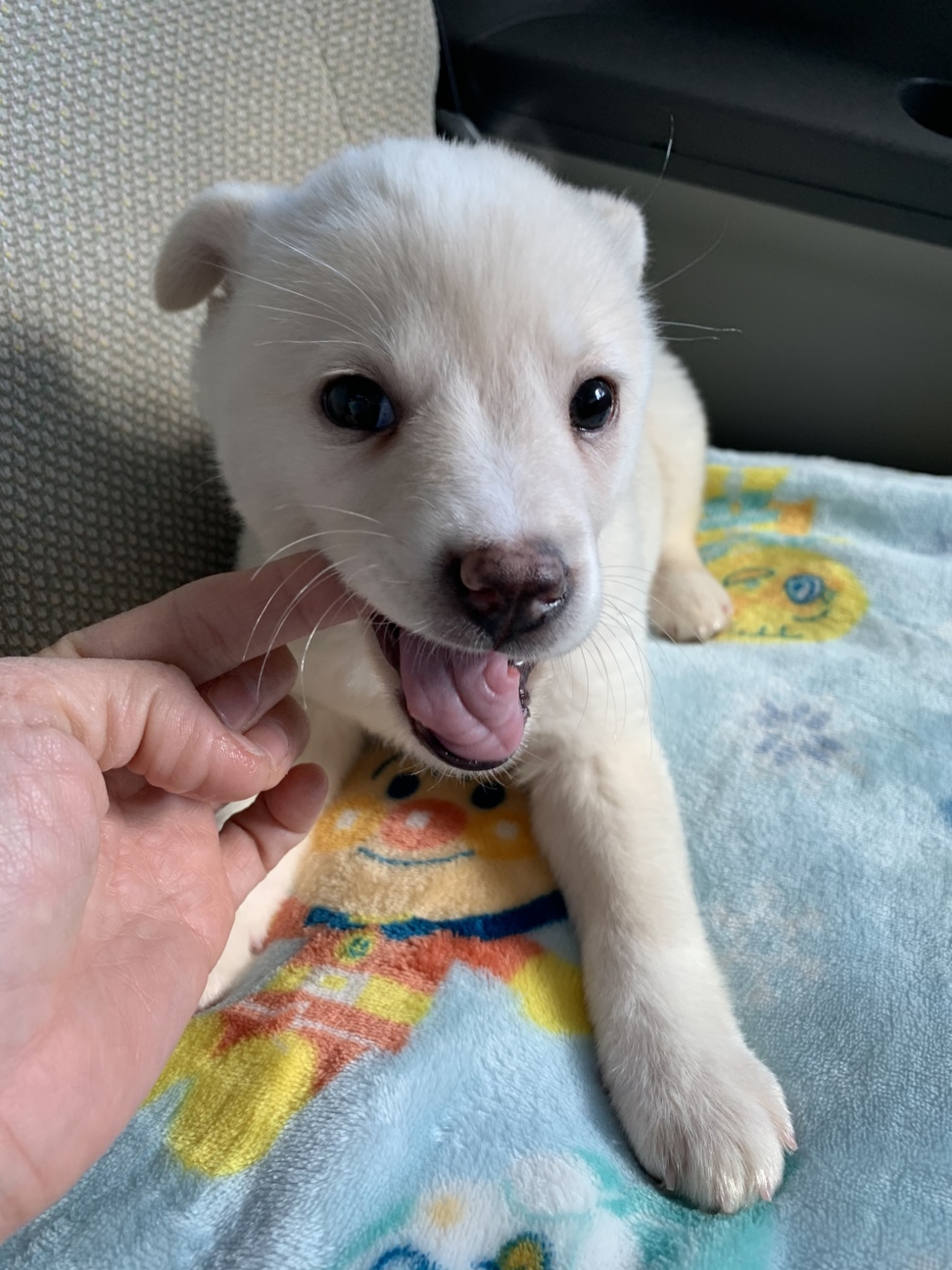 高還元セール 里親様決まりました ペア販売 ハンドメイド Rspg Spectrum Eu