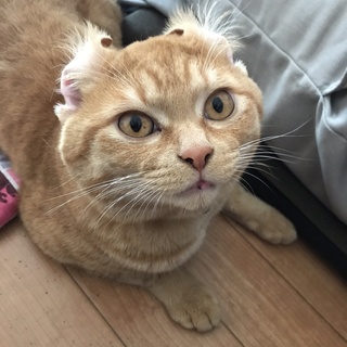 ビビリだけど甘えん坊なアメショ♂※お話中