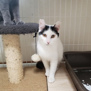 とっても性格の良い飼いやすいきみまろ君