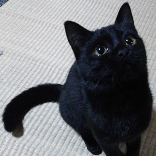 オモチャくわえて持って来る元気っコ