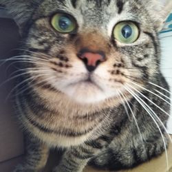 第89回　にゃん☆ぴーす猫譲渡会 サムネイル2