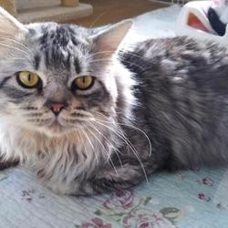 第89回　にゃん☆ぴーす猫譲渡会 サムネイル3