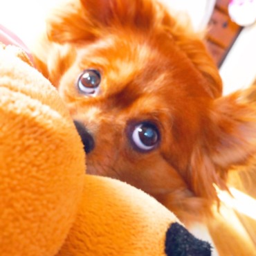 のんびりきらちゃん