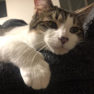 さばおくん♂抱っこが好きな甘えん坊な子猫ちゃん