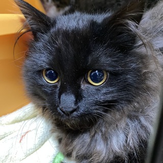 長毛の黒猫ちゃんです