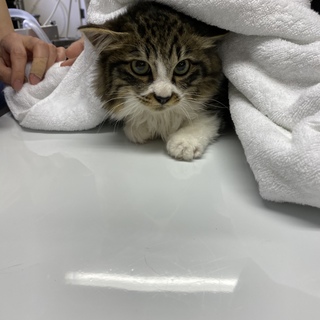 長毛のキジシロちゃんです