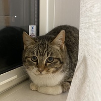 にゃん五郎