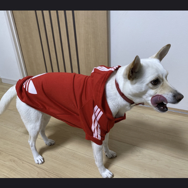 の写真