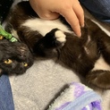 クロネコ♀ちゃん。甘えん坊と内気な2匹。