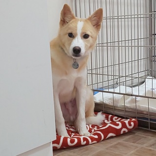 小柄なイケメン3兄弟「まひろ」❤️野犬にも家族を