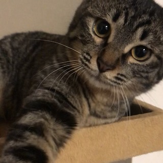 がんば君♂膝の上好きで元気いっぱいな子猫ちゃん