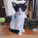 牛柄の黒ぶち子猫ちゃん♪メス2カ月