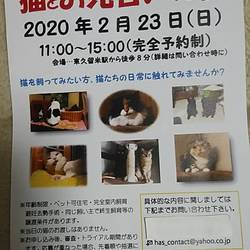 猫のお見合い会