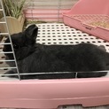 ネザーランド♀