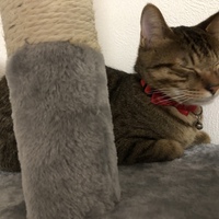 ポテチ