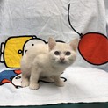 高齢者宅からのレスキューミルクいろの子猫