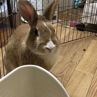 元気なミニウサギちゃんです。